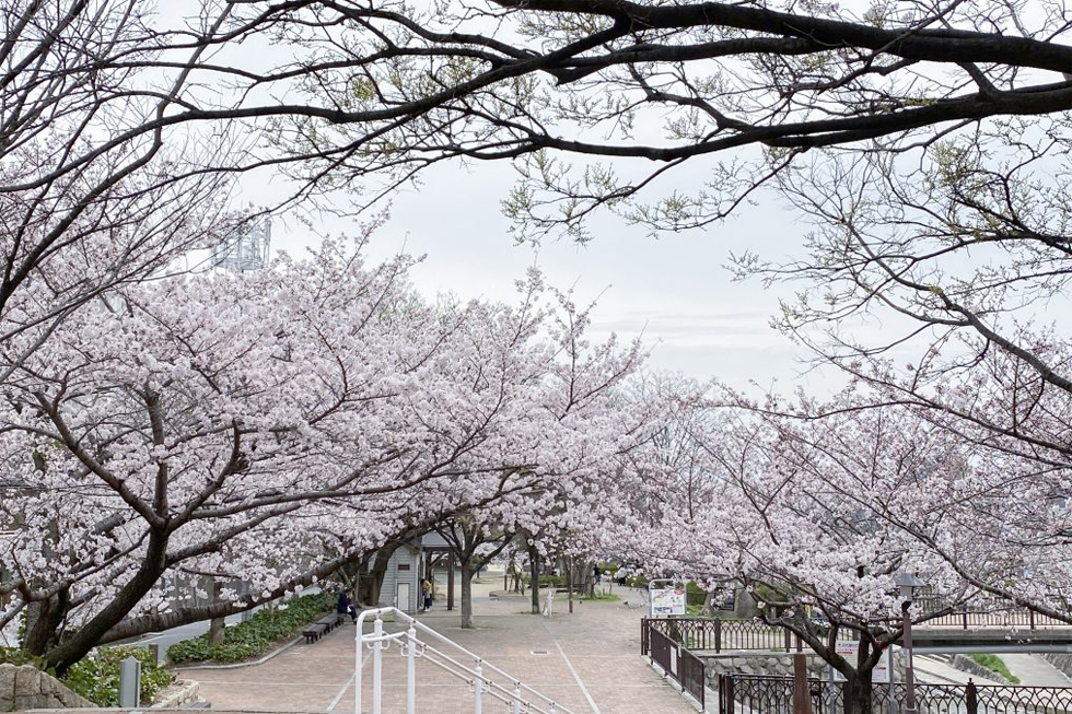 「神戸  2022桜開花情報」穴場スポット！